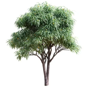 درخت Loquat
