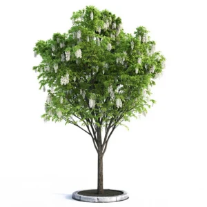 درختچه اقاقیا