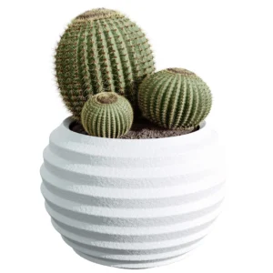 Houseplants Cactus 2